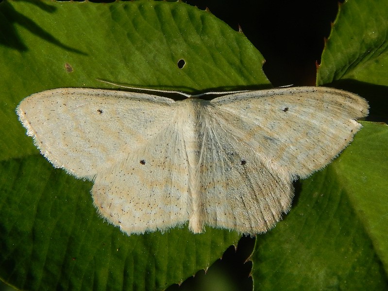 Geometridae da ID